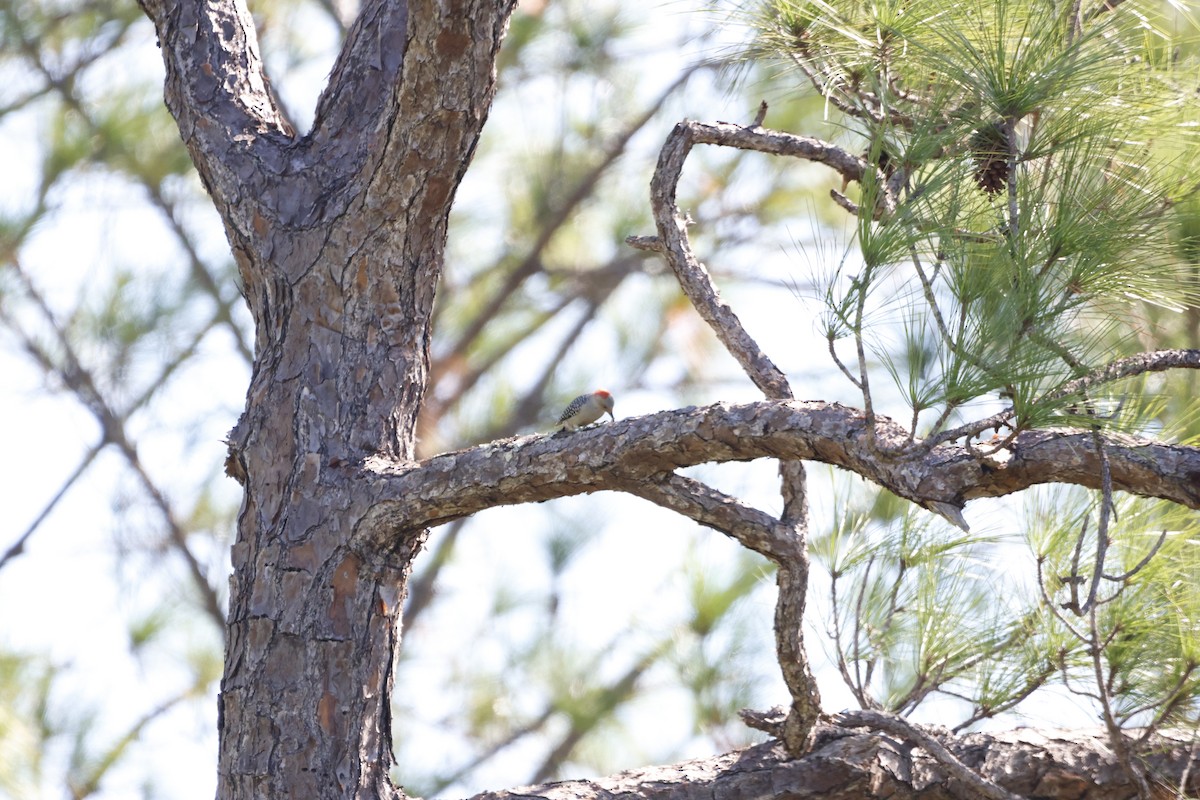 Red-bellied Woodpecker - ML643559391