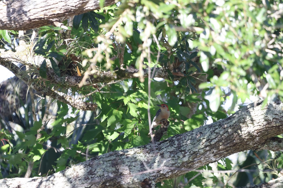 Red-bellied Woodpecker - ML643559392