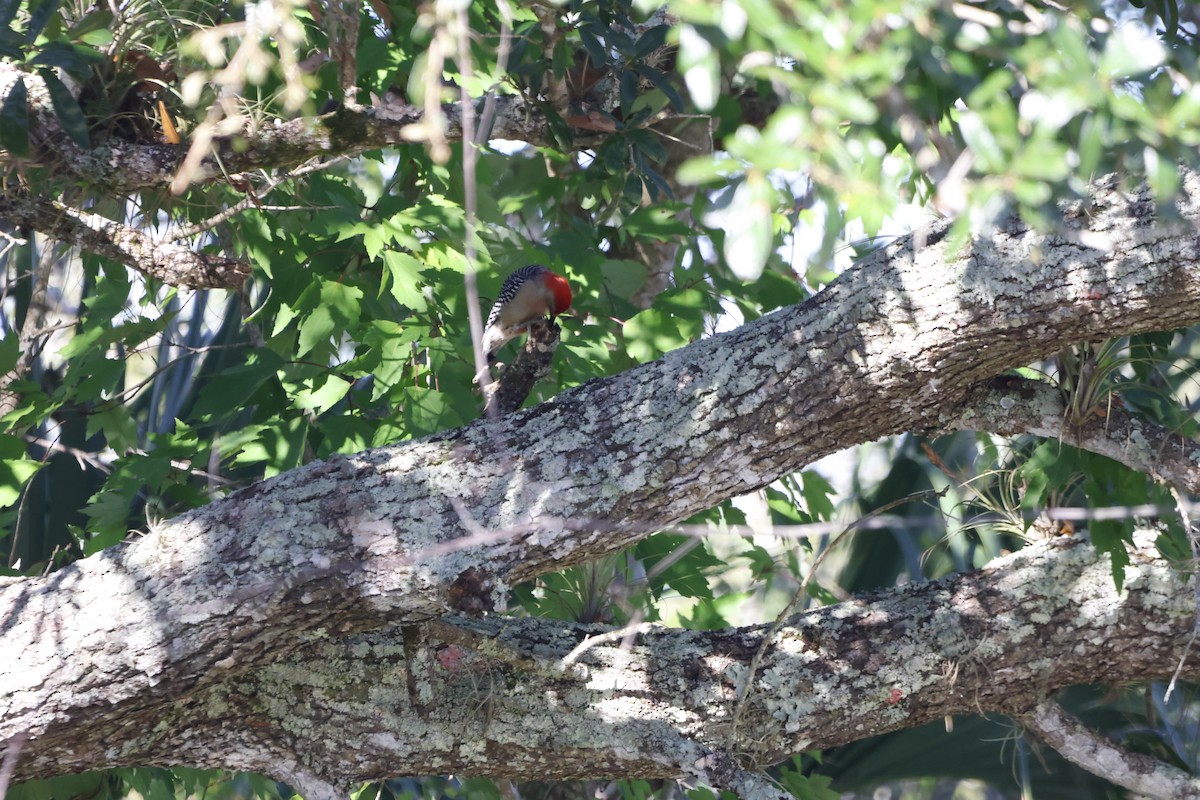 Red-bellied Woodpecker - ML643559393