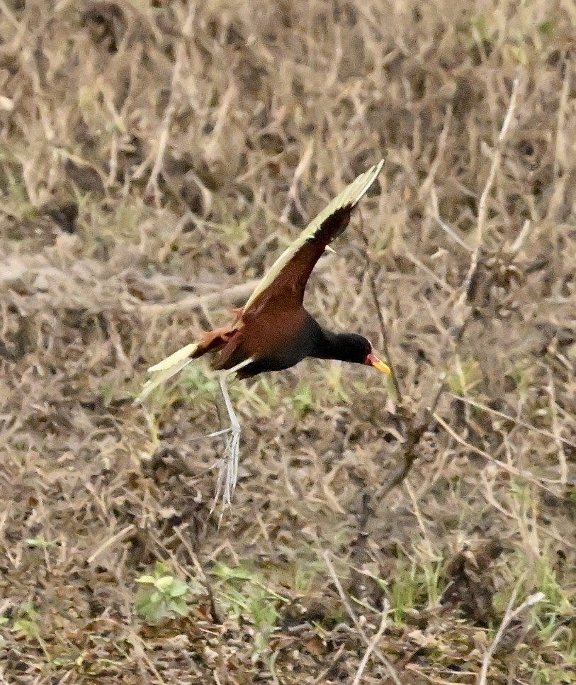 Southern Lapwing - ML643559395