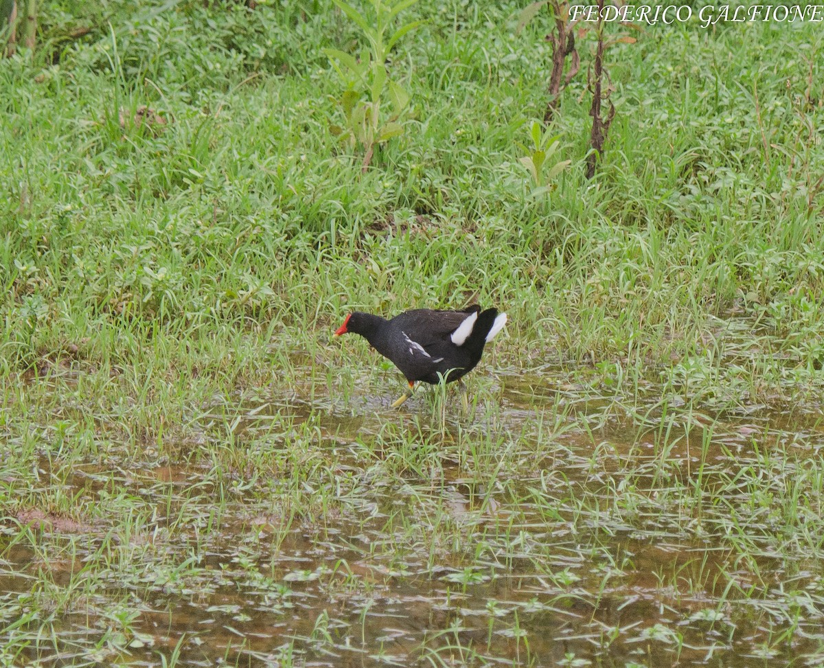 Common Gallinule - ML643559396