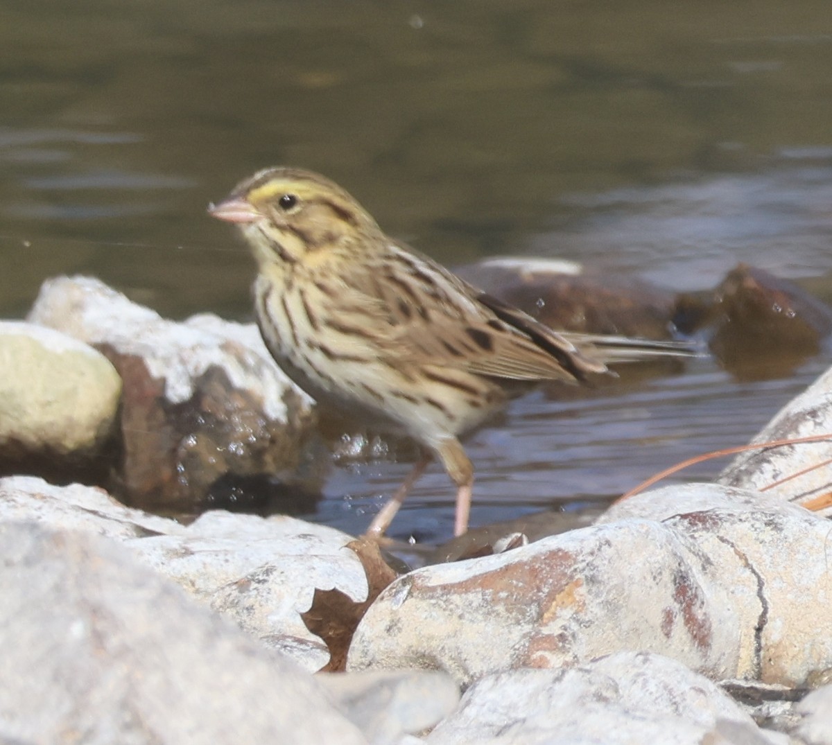 Savannah Sparrow - ML643559397