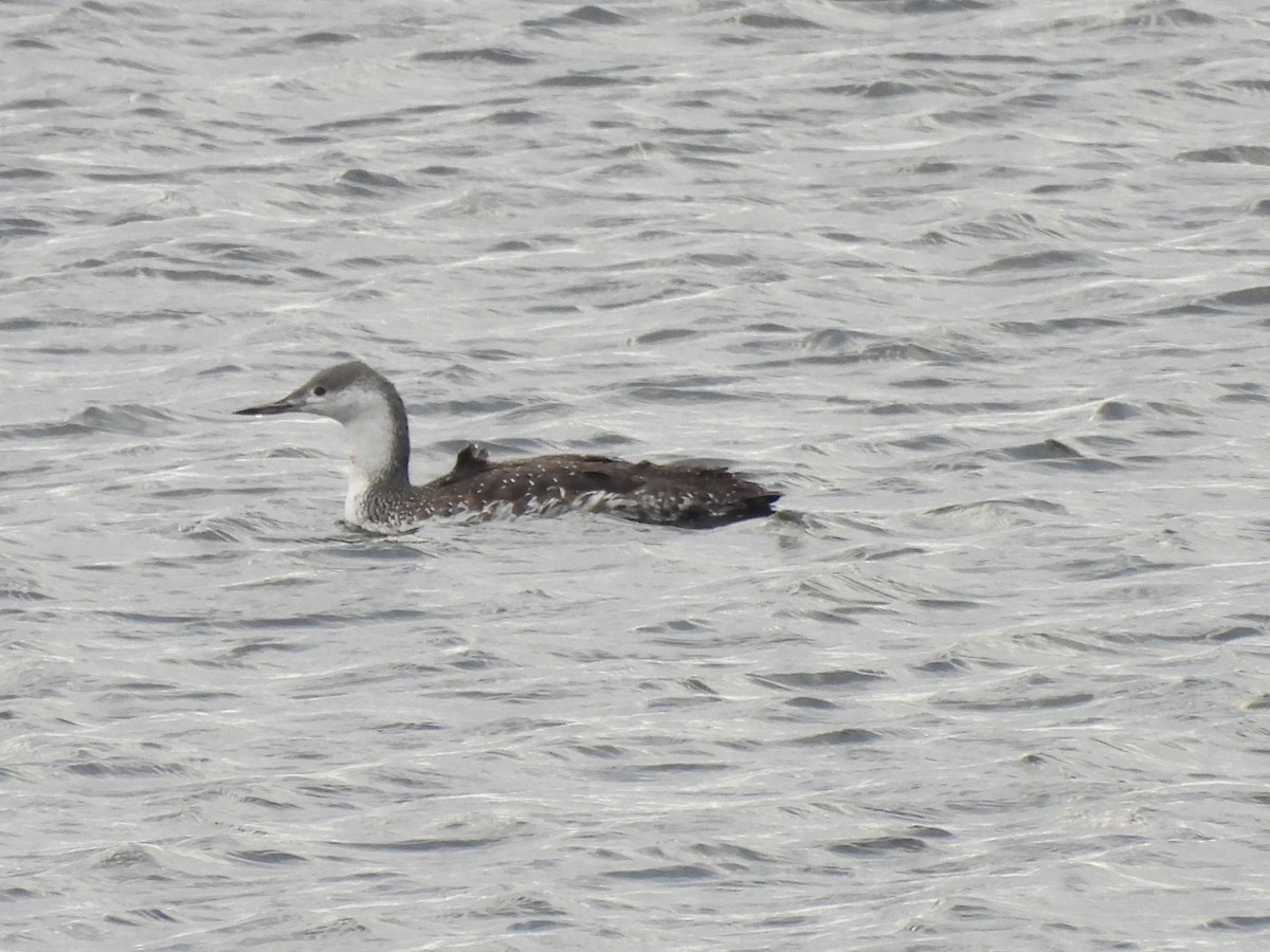 Red-throated Loon - ML643559398