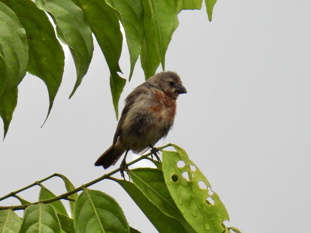 Chestnut-bellied Seedeater - ML643559399