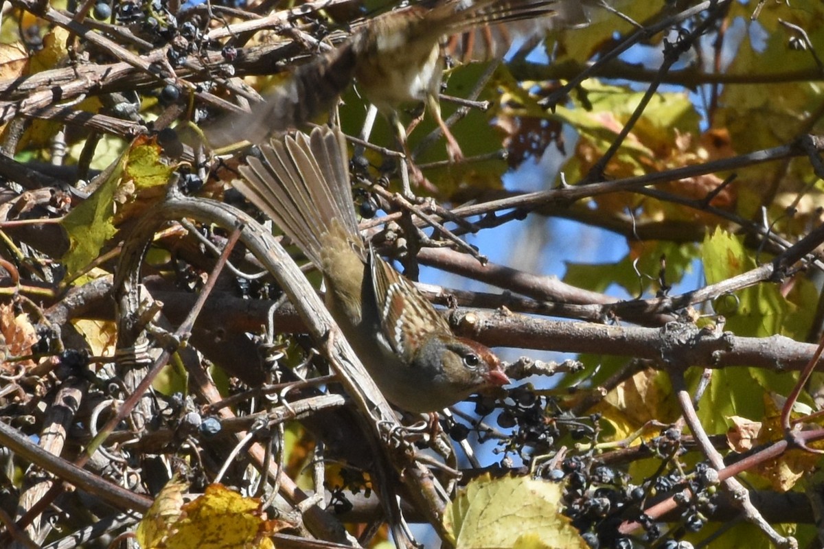 White-crowned Sparrow - ML643559400