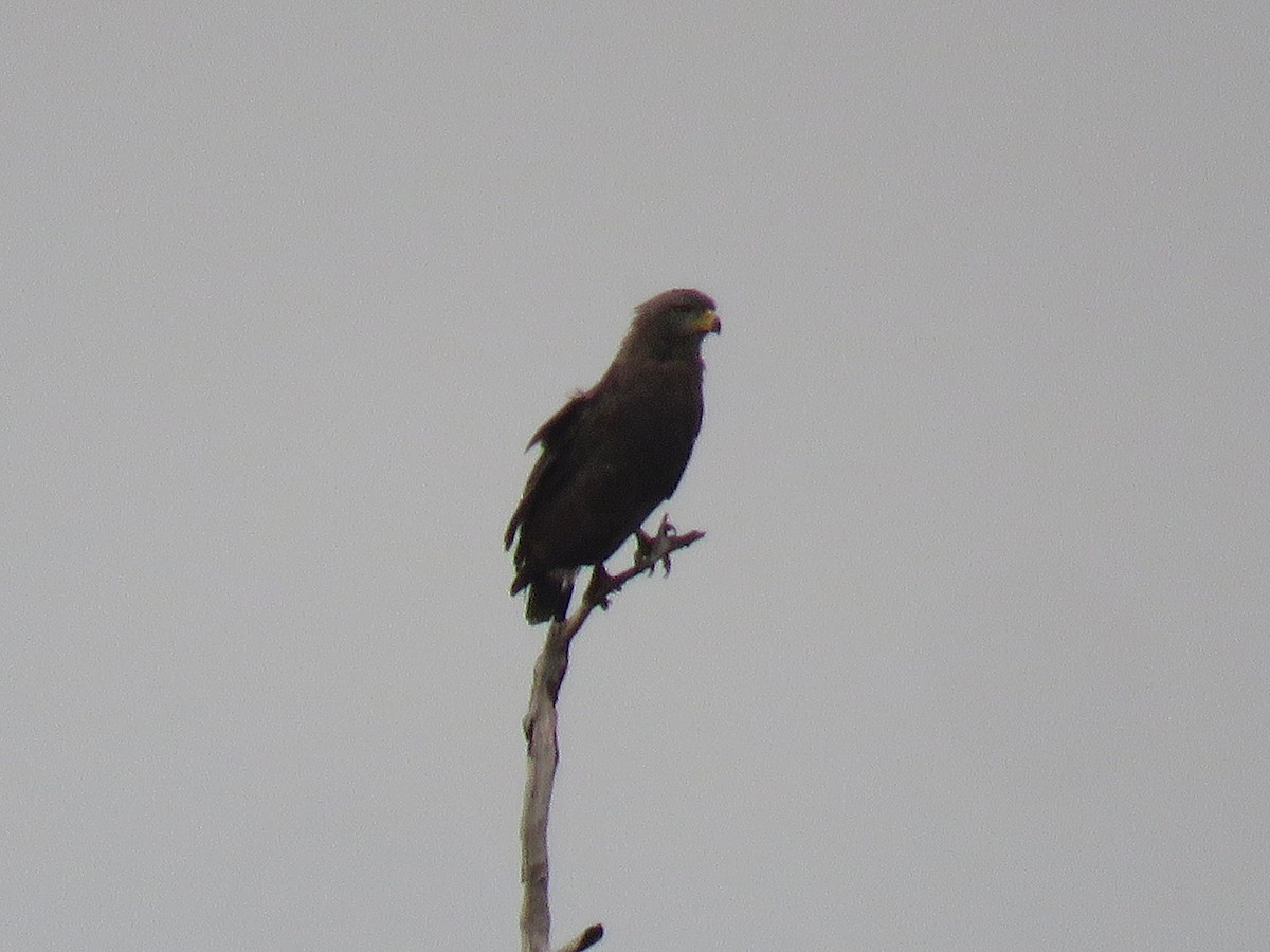 Western Banded Snake-Eagle - ML643559401