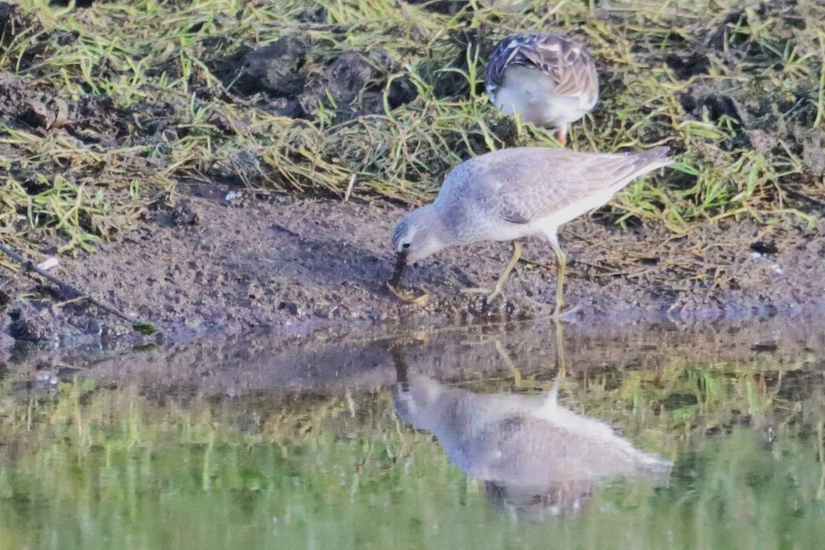 Red Knot - ML643559402