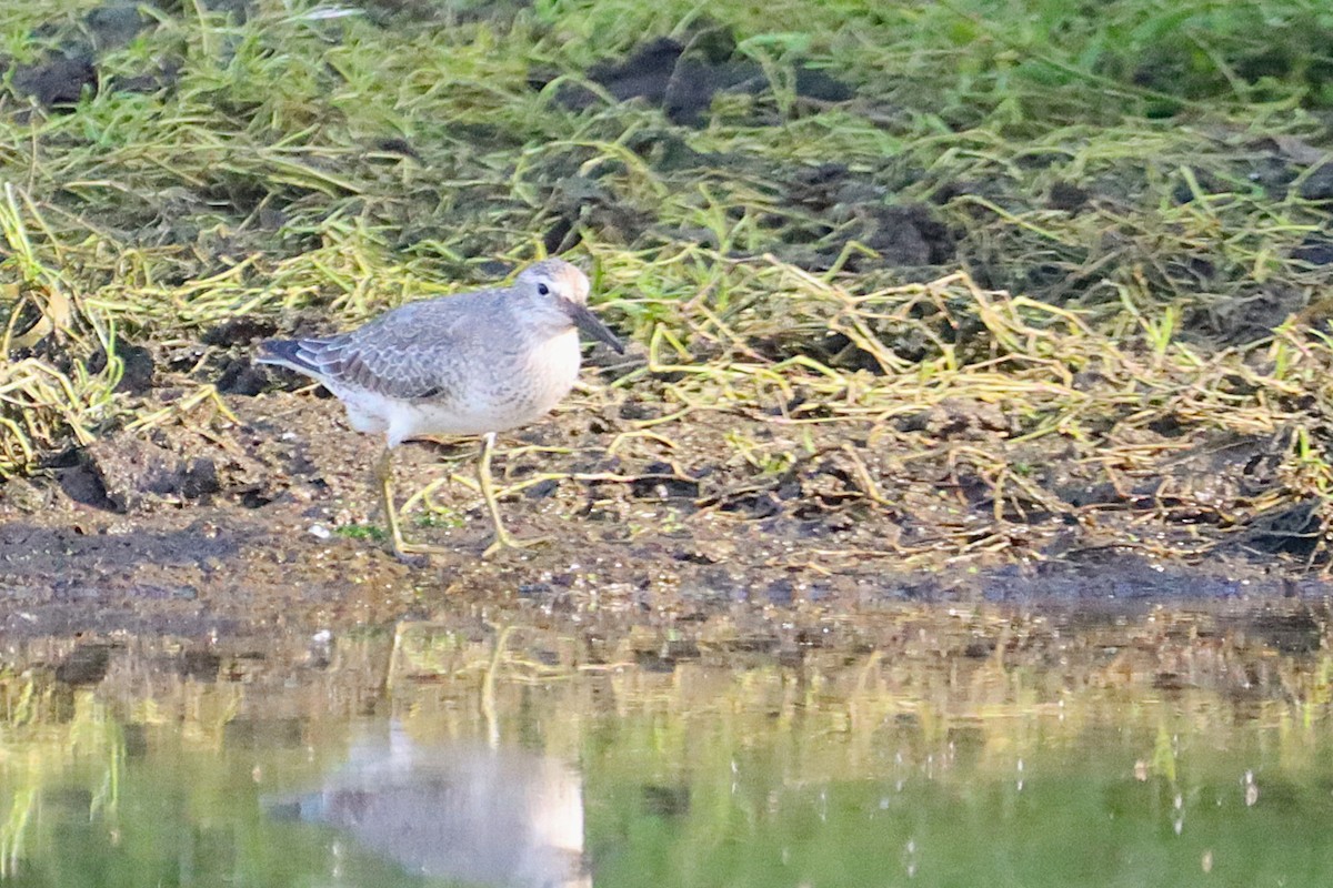 Red Knot - ML643559403