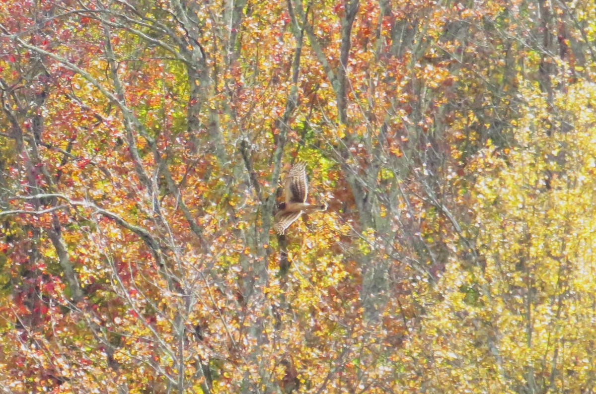 Northern Harrier - ML643559404