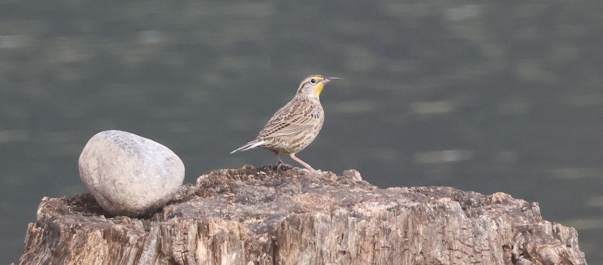 Western Meadowlark - ML643559405