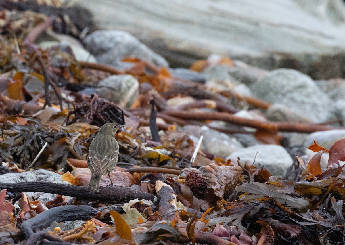Rock Pipit - ML643559406