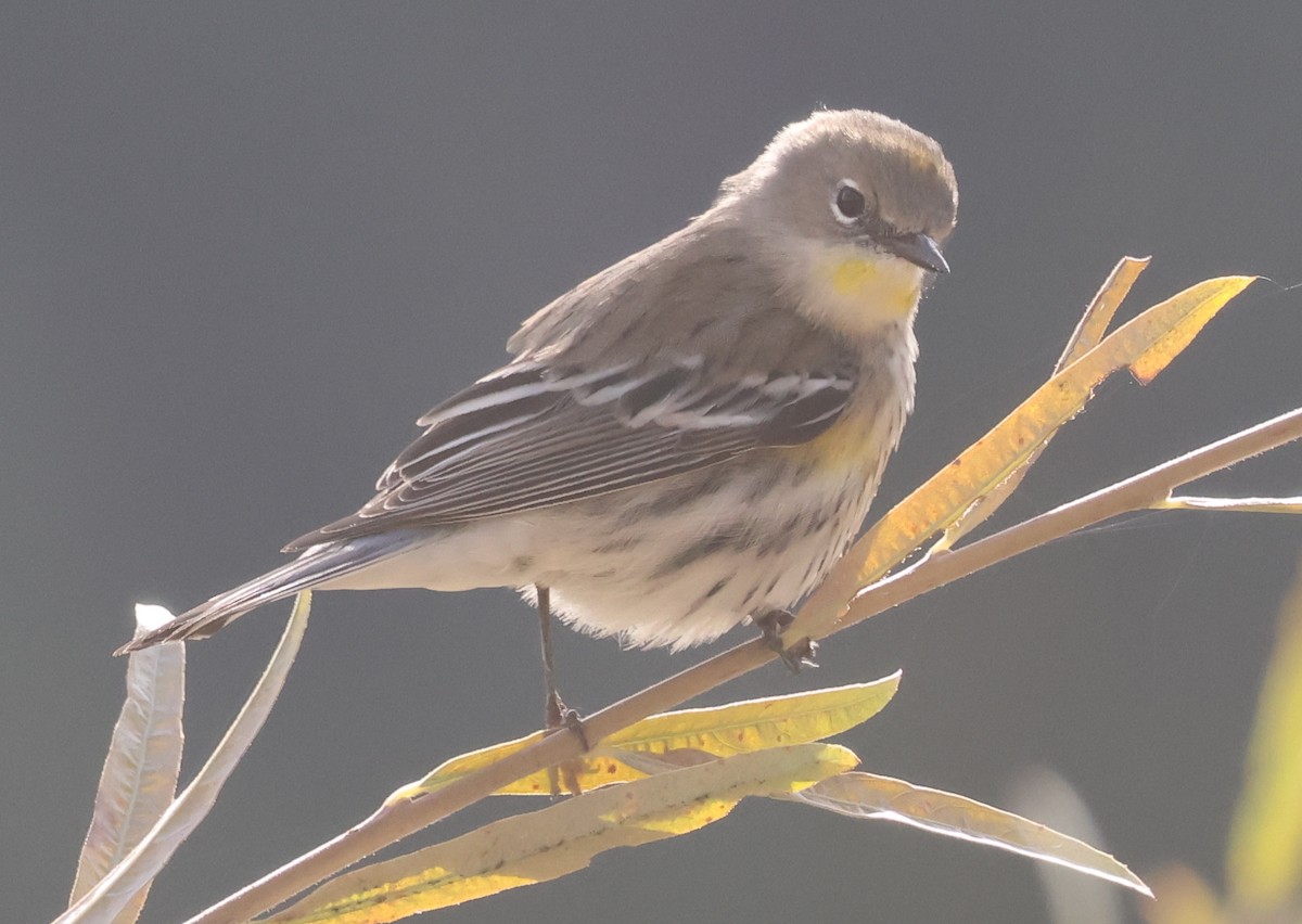Yellow-rumped Warbler (Audubon's) - ML643559407