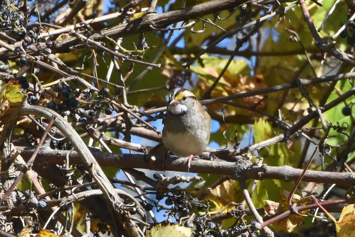 White-throated Sparrow - ML643559408
