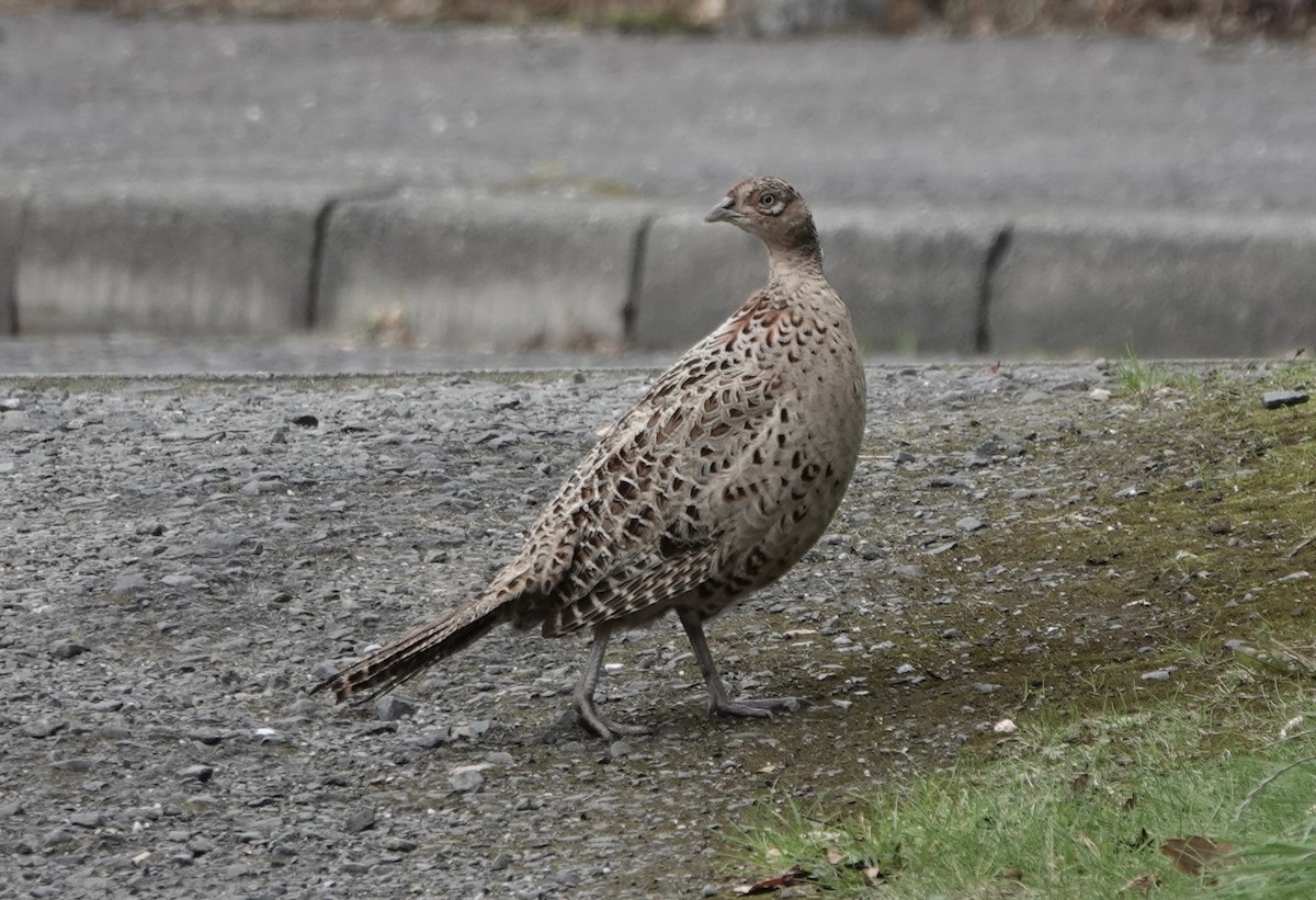 Ring-necked Pheasant - ML643559410
