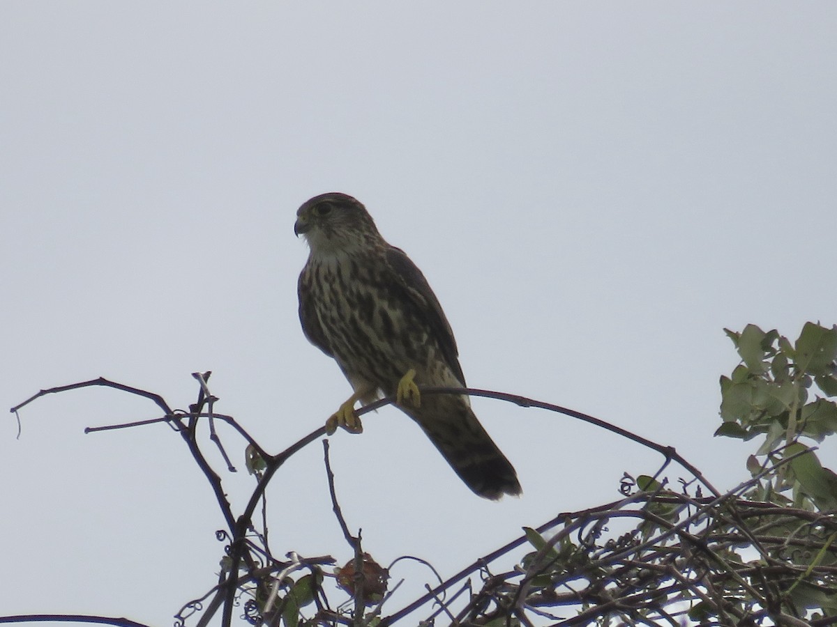 Merlin - ML643559411