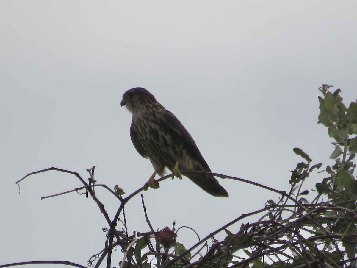 Merlin - ML643559412