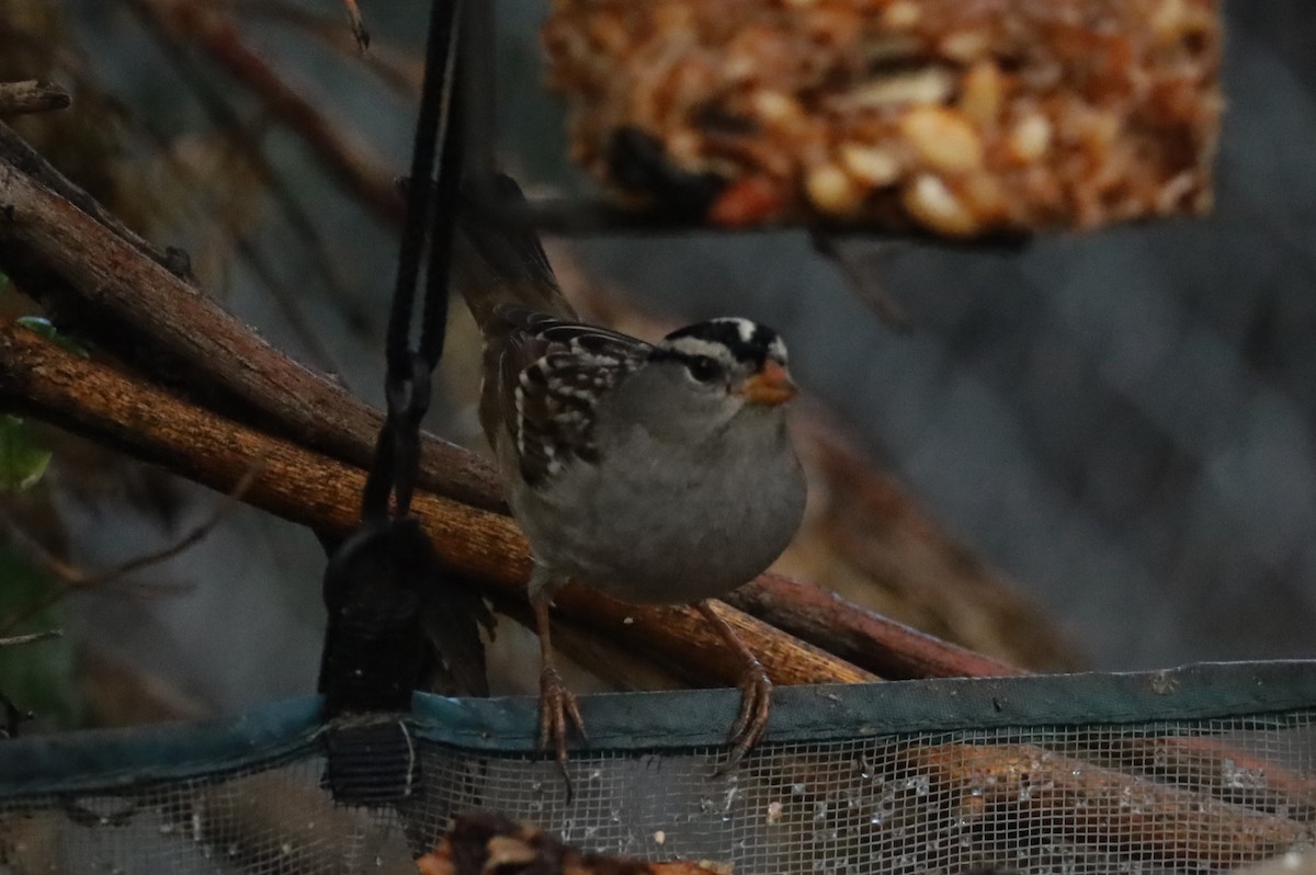 White-crowned Sparrow - ML643559413