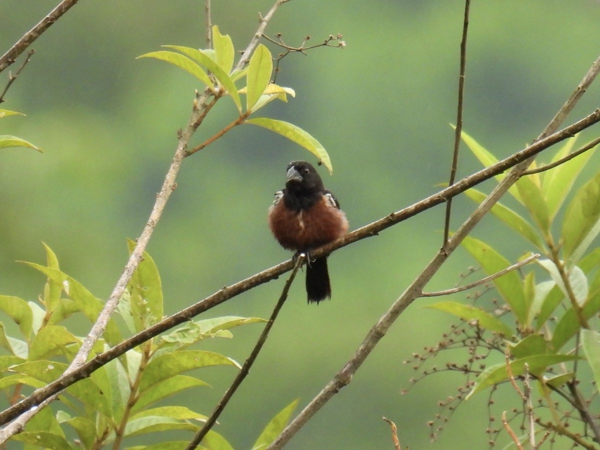 Chestnut-bellied Seedeater - ML643559415