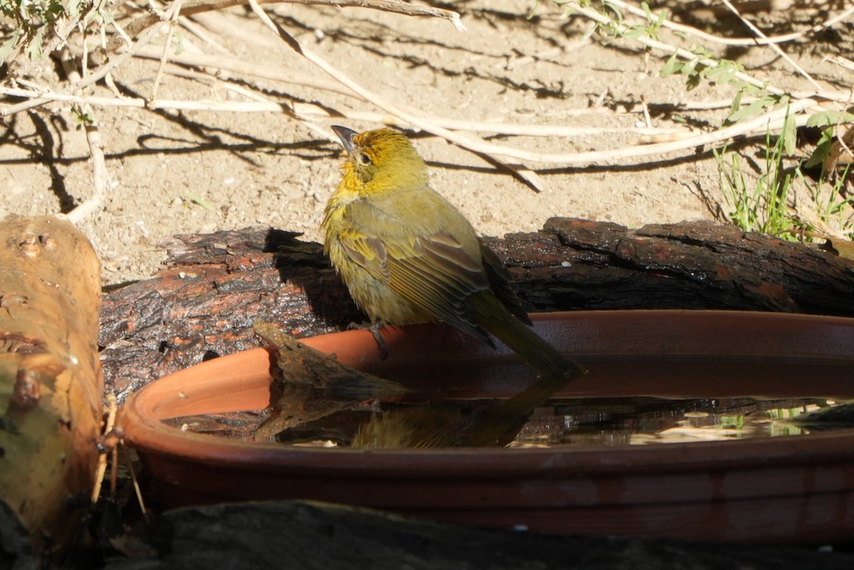 Hepatic Tanager - ML643559429