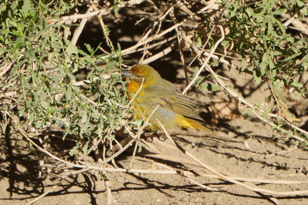 Hepatic Tanager - ML643559430