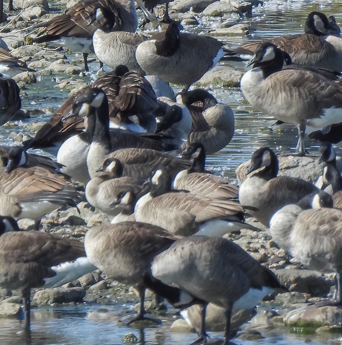 Cackling Goose - ML643559442