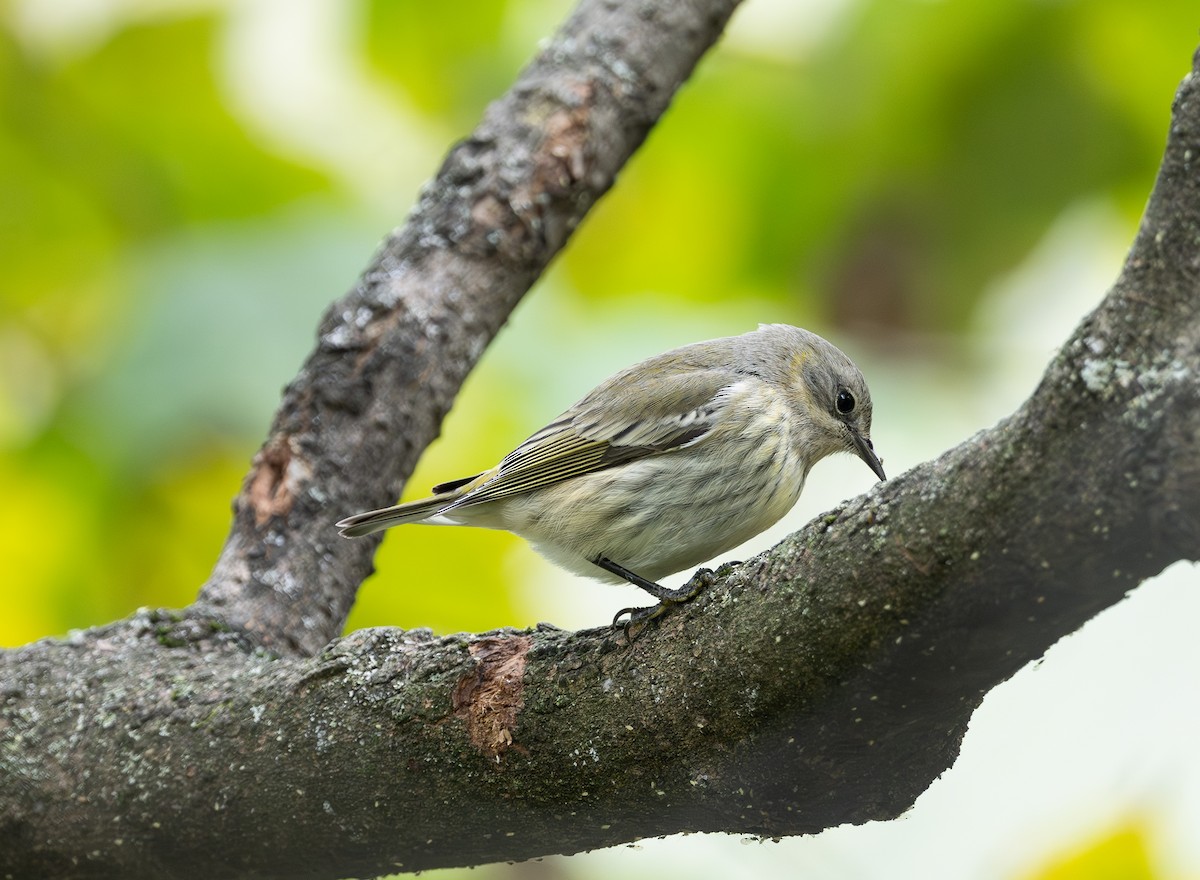 Cape May Warbler - ML643559444