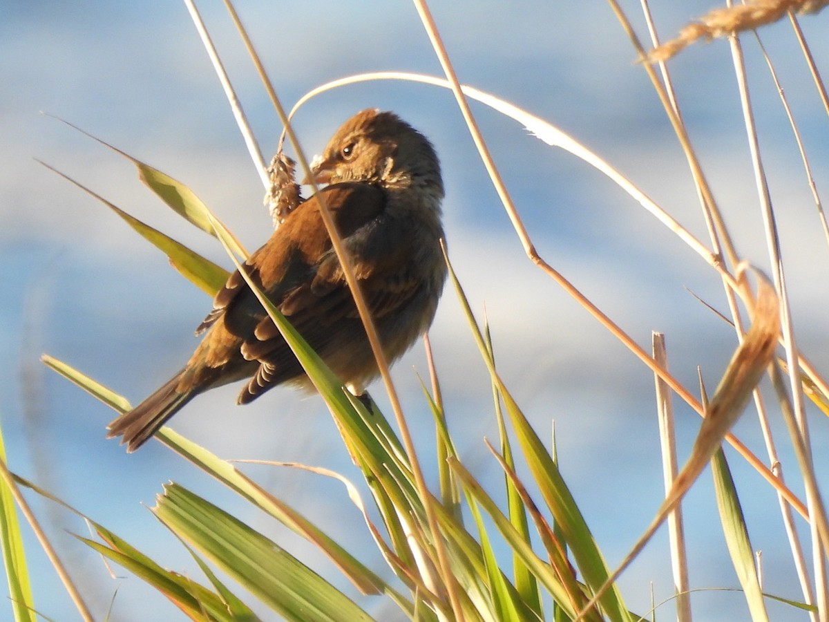 Indigo Bunting - ML643559450