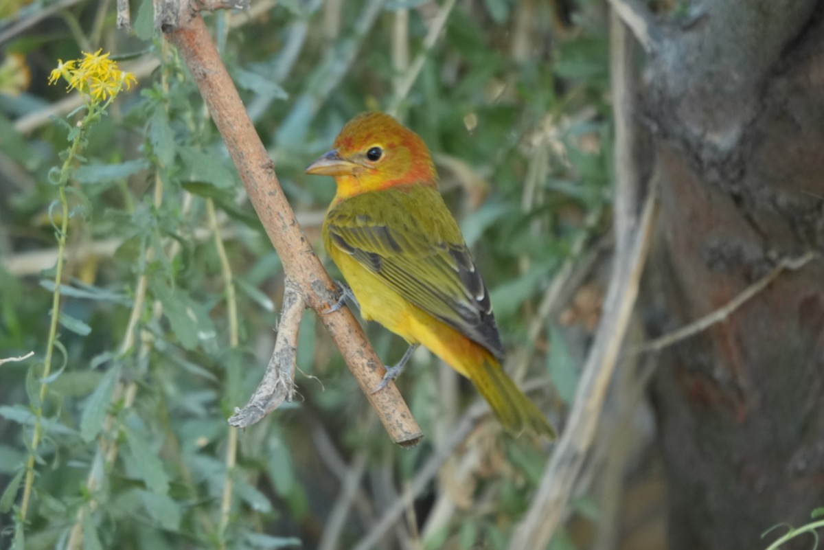 Summer Tanager - ML643559455