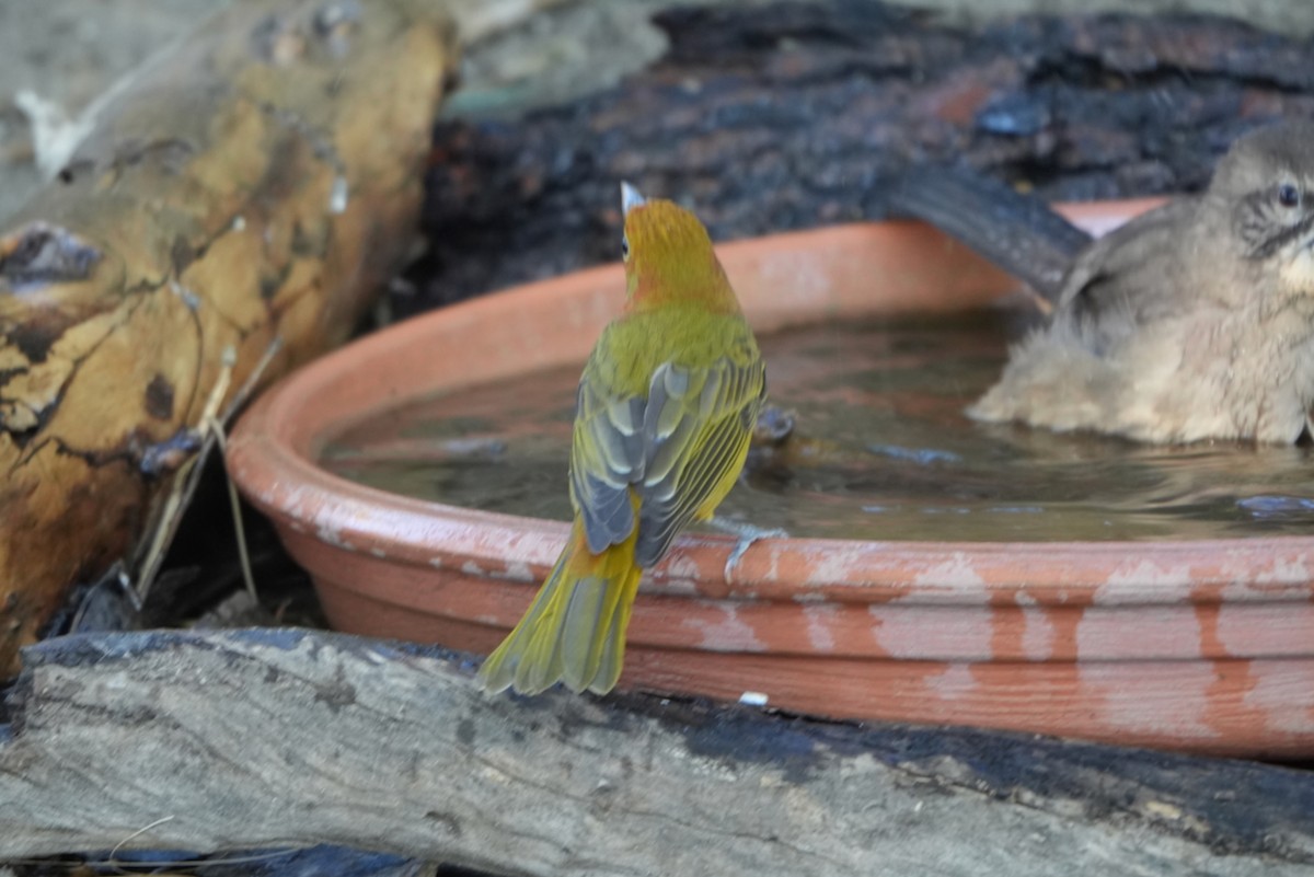 Summer Tanager - ML643559456