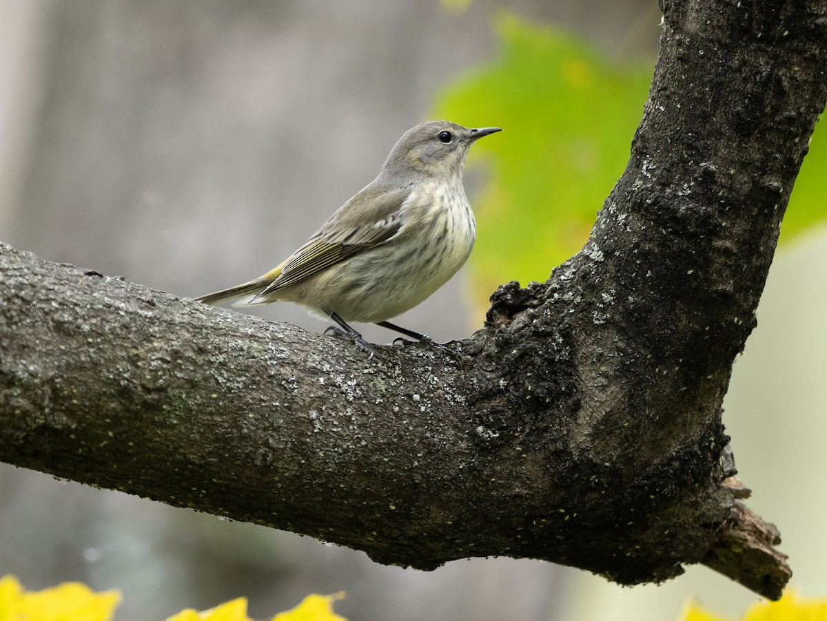 Cape May Warbler - ML643559462