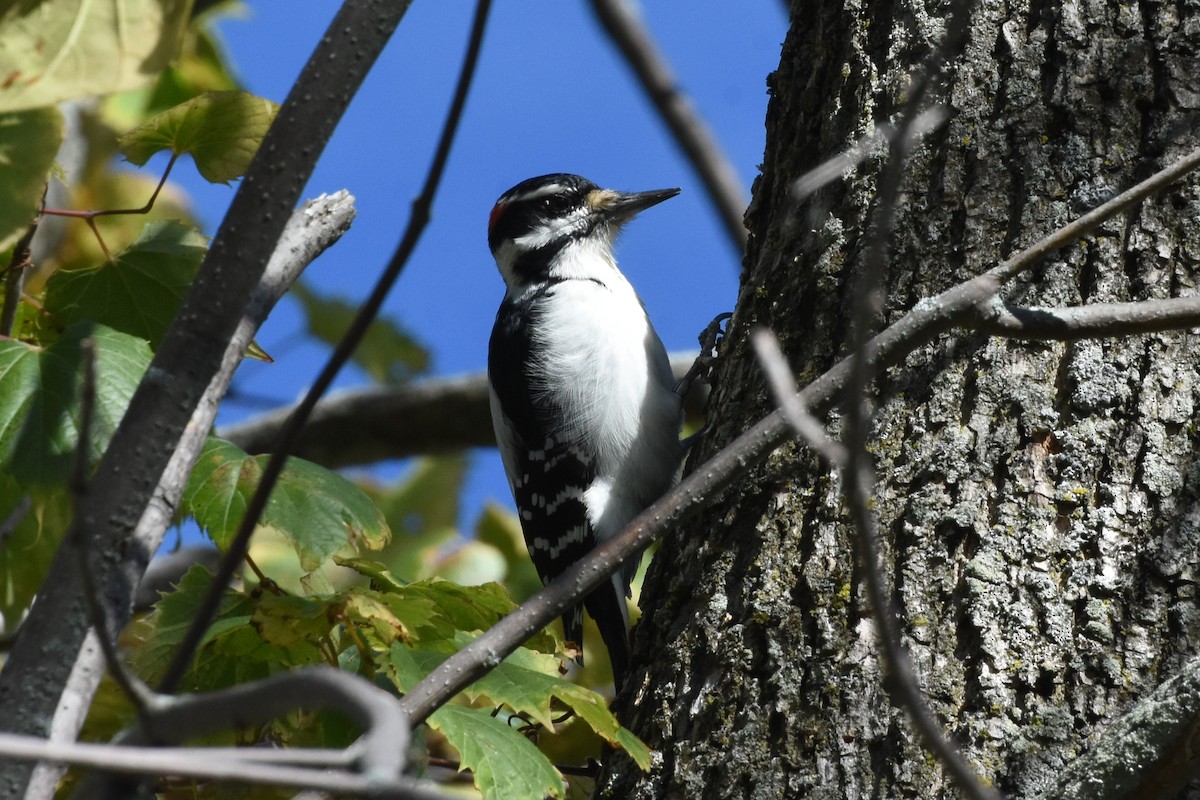 Hairy Woodpecker - ML643559464