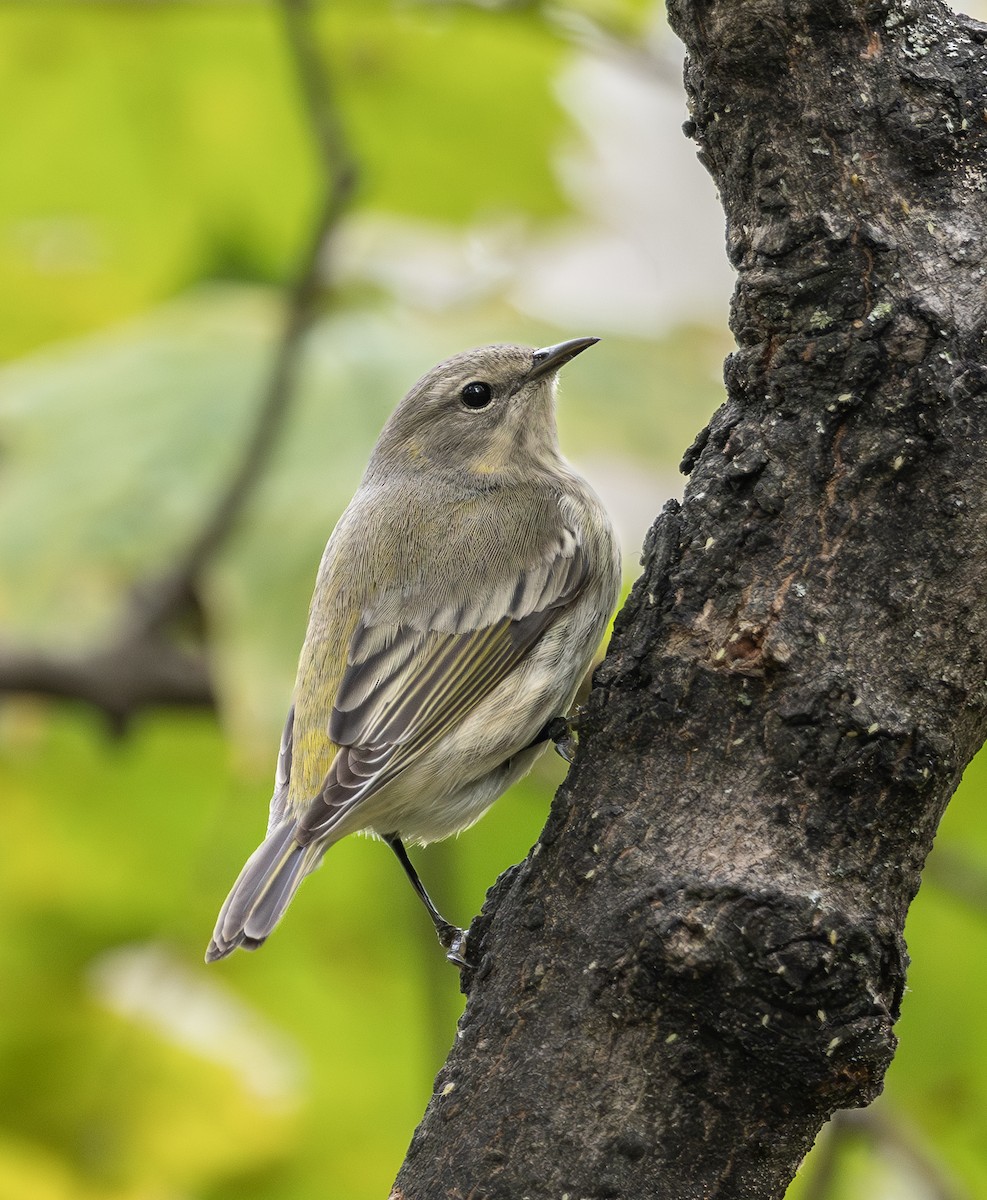 Cape May Warbler - ML643559471