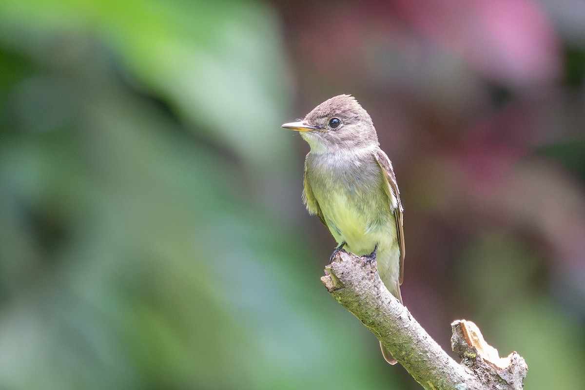 Eastern Wood-Pewee - ML643559478