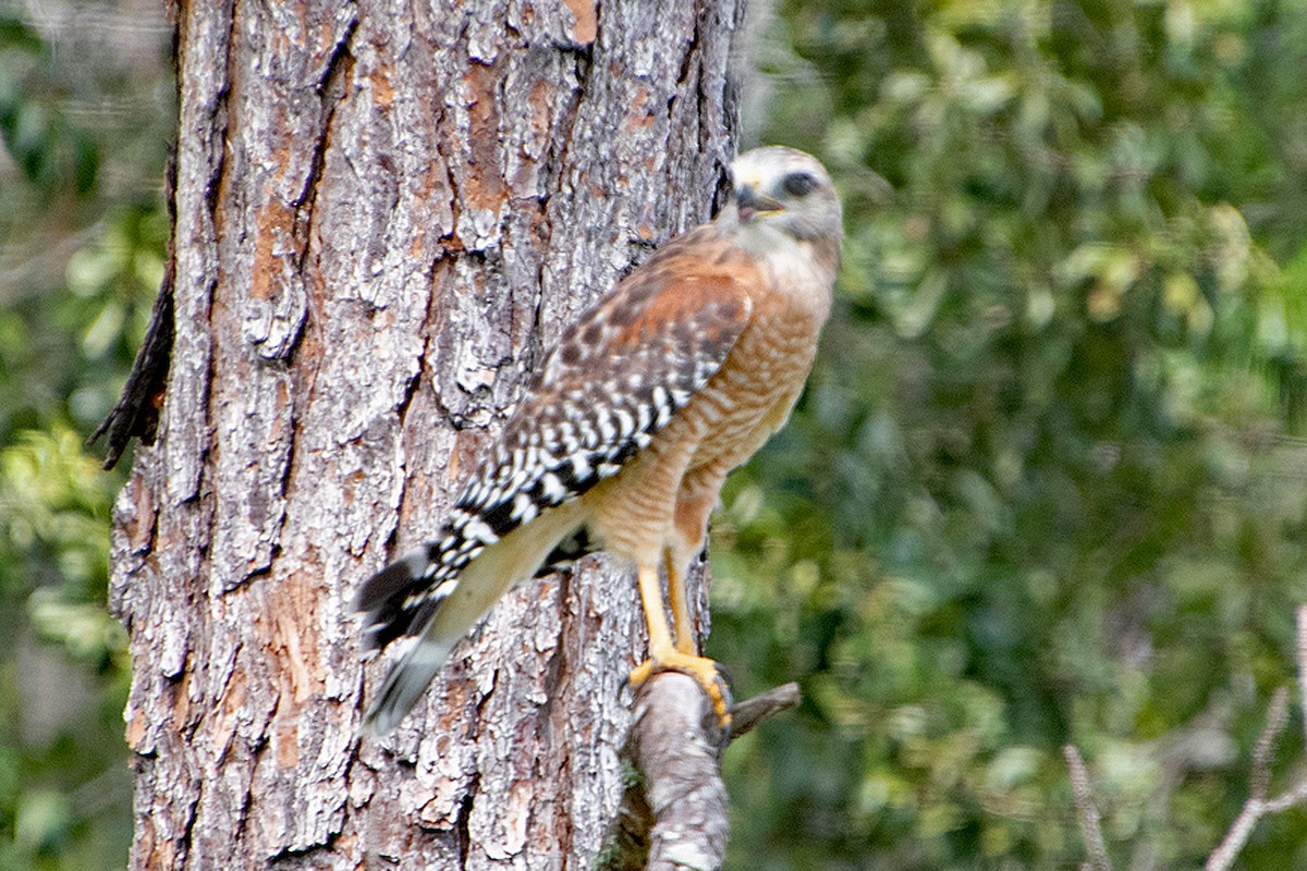 Red-shouldered Hawk - ML643559479