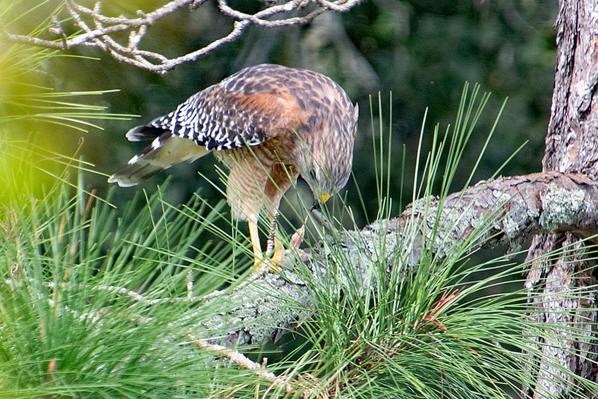 Red-shouldered Hawk - ML643559480