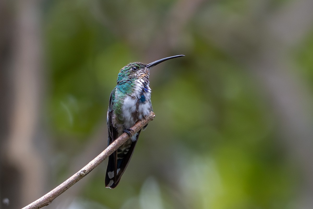 Grünbrust-Mangokolibri - ML643559489