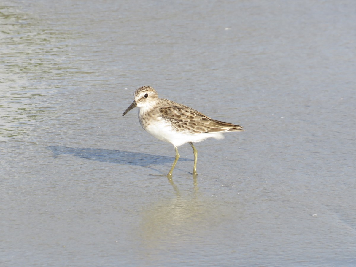 Wiesenstrandläufer - ML643559501
