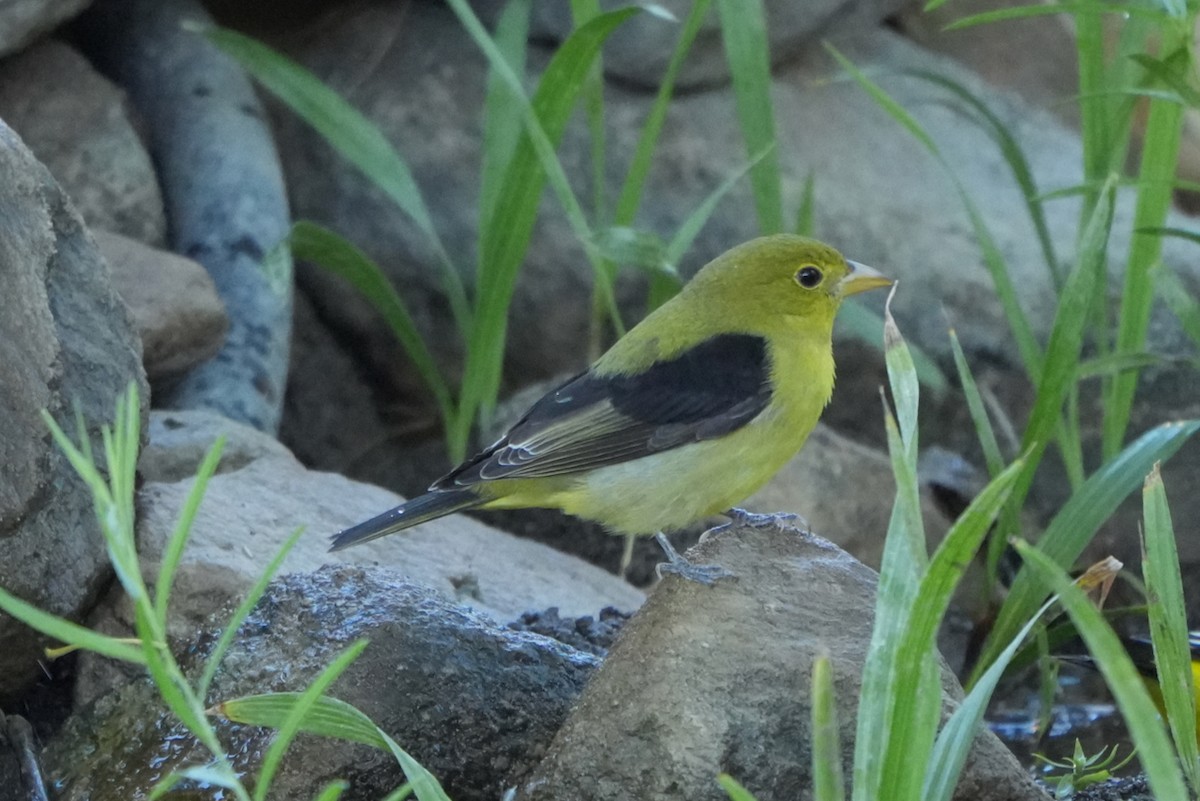 Kara Kanatlı Piranga - ML643559518