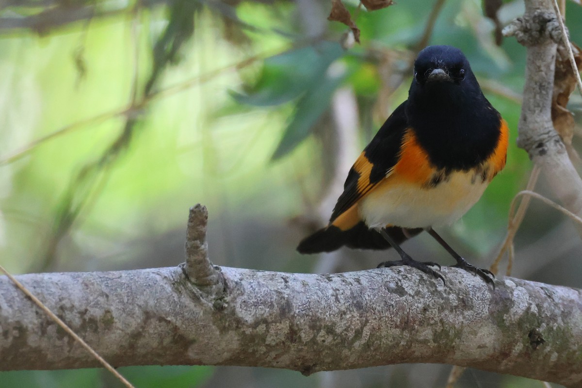 American Redstart - ML643559520