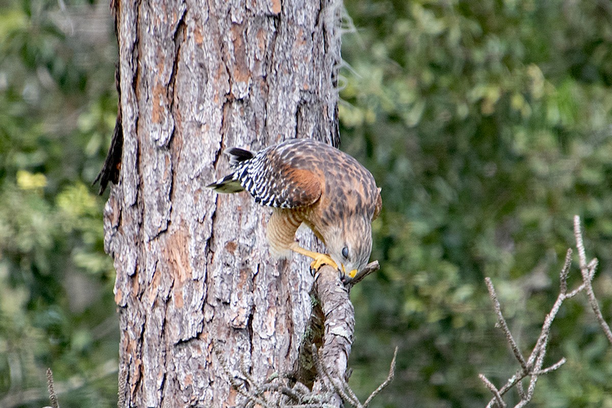 Red-shouldered Hawk - ML643559525