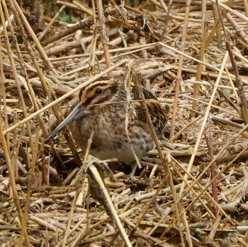 Jack Snipe - ML643559527