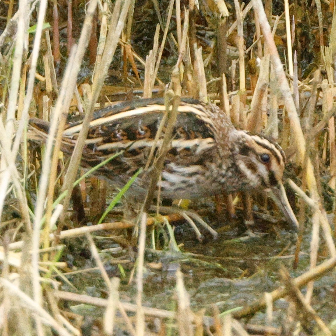 Jack Snipe - ML643559529