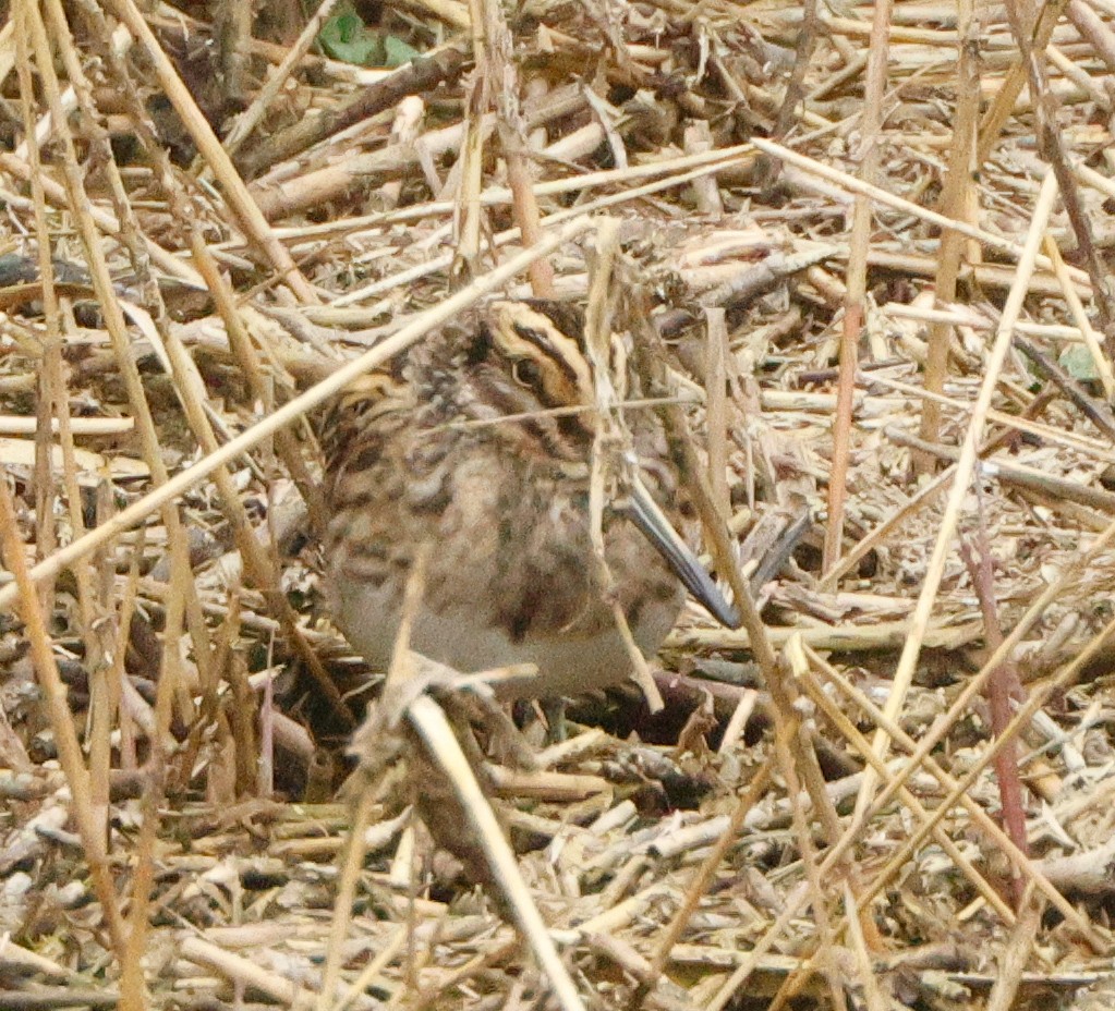 Jack Snipe - ML643559530