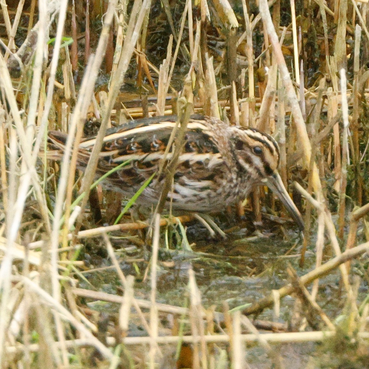 Jack Snipe - ML643559532