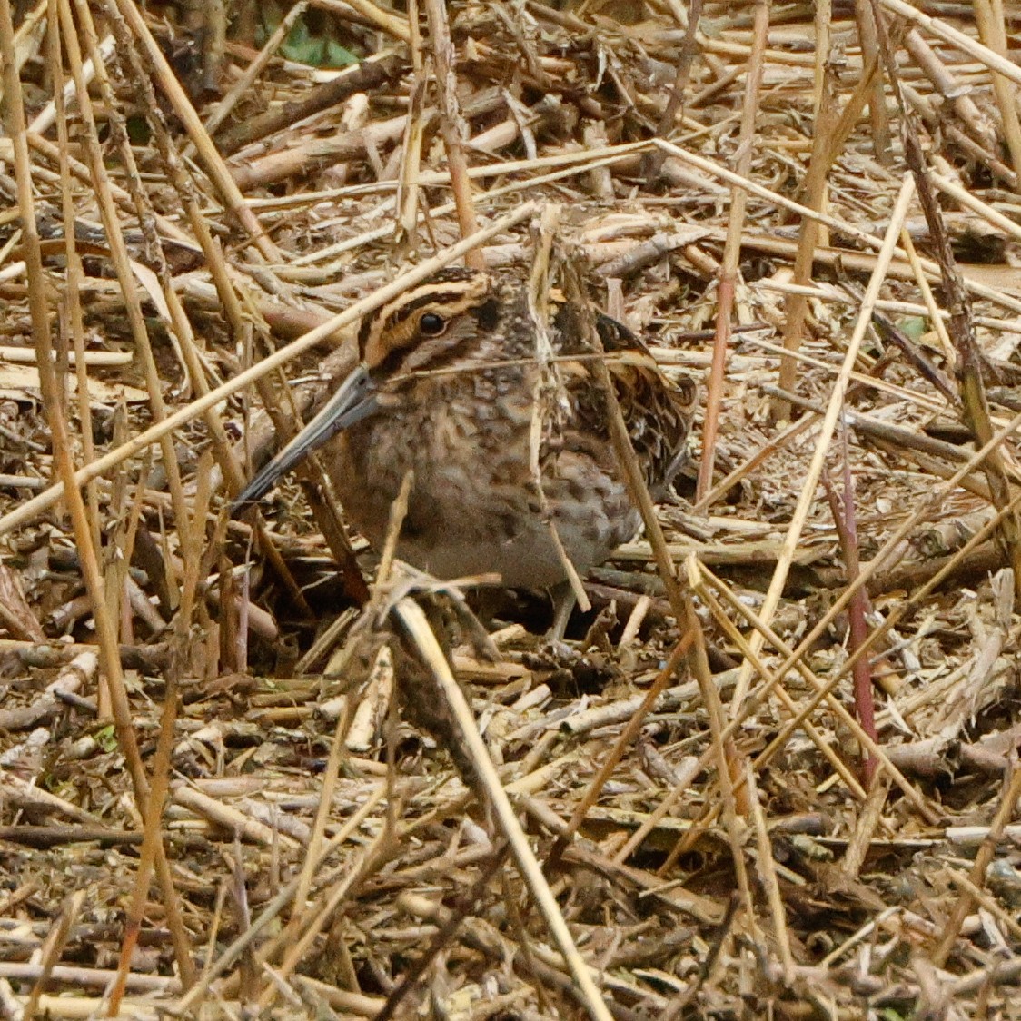 Jack Snipe - ML643559534
