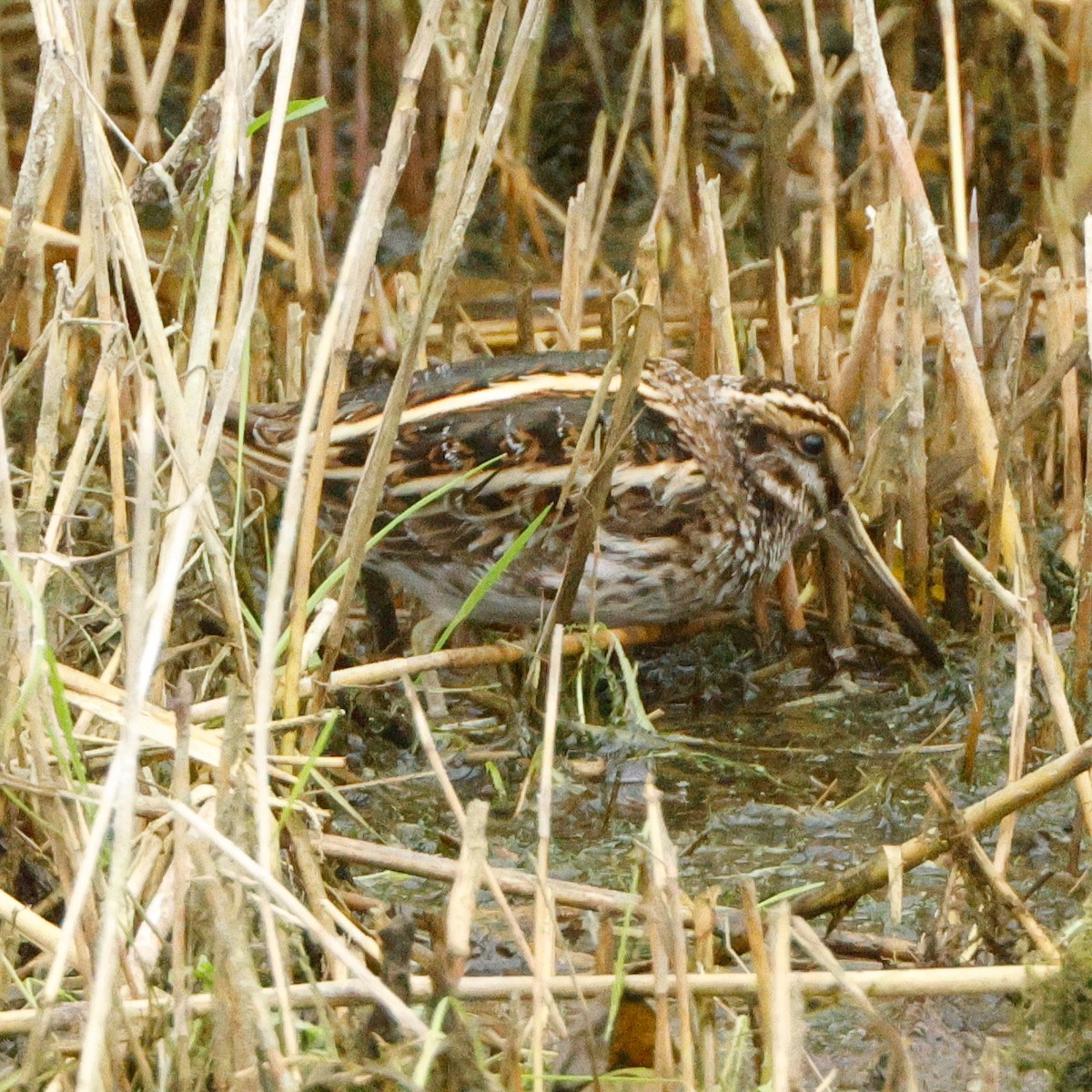 Jack Snipe - ML643559535