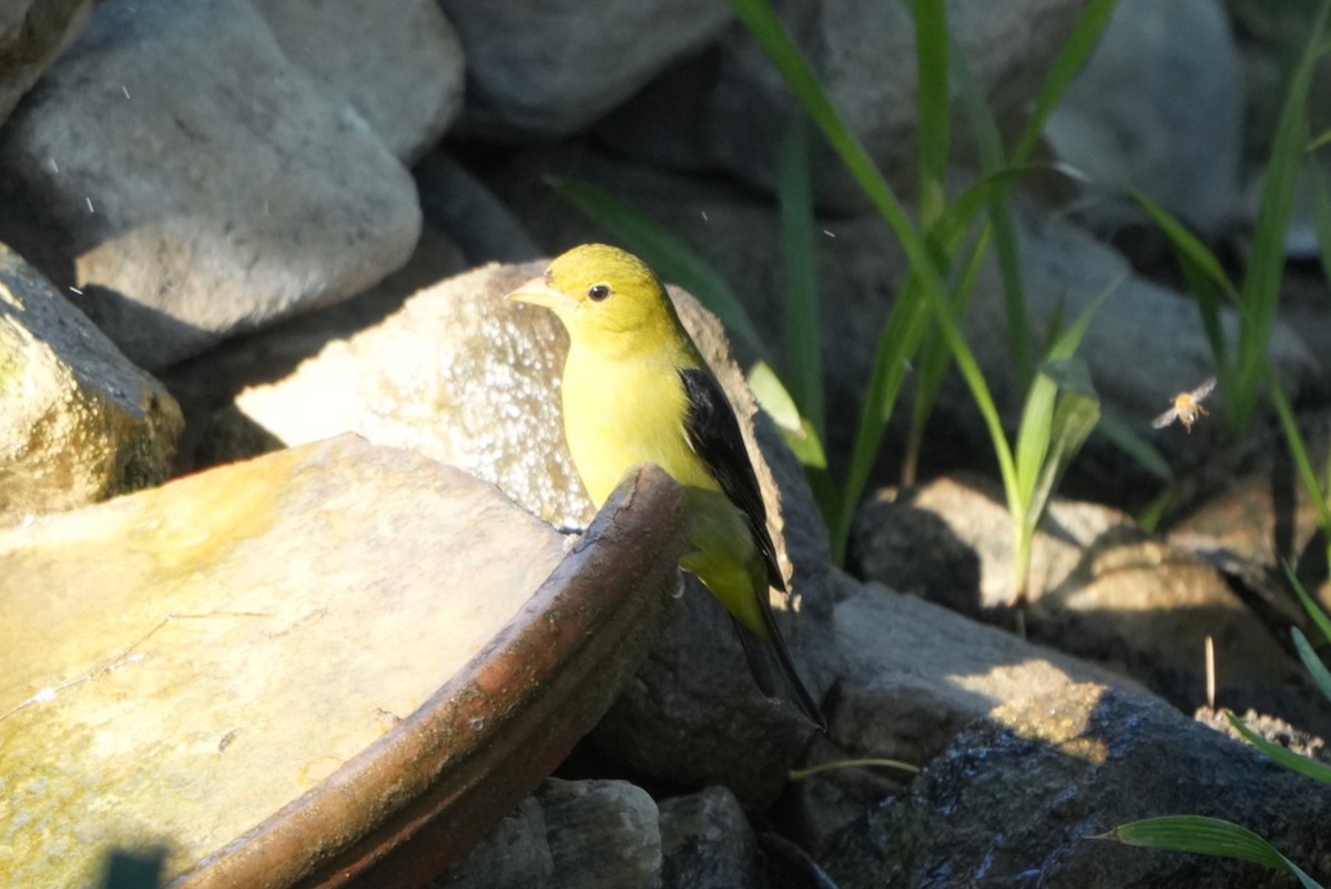Kara Kanatlı Piranga - ML643559539