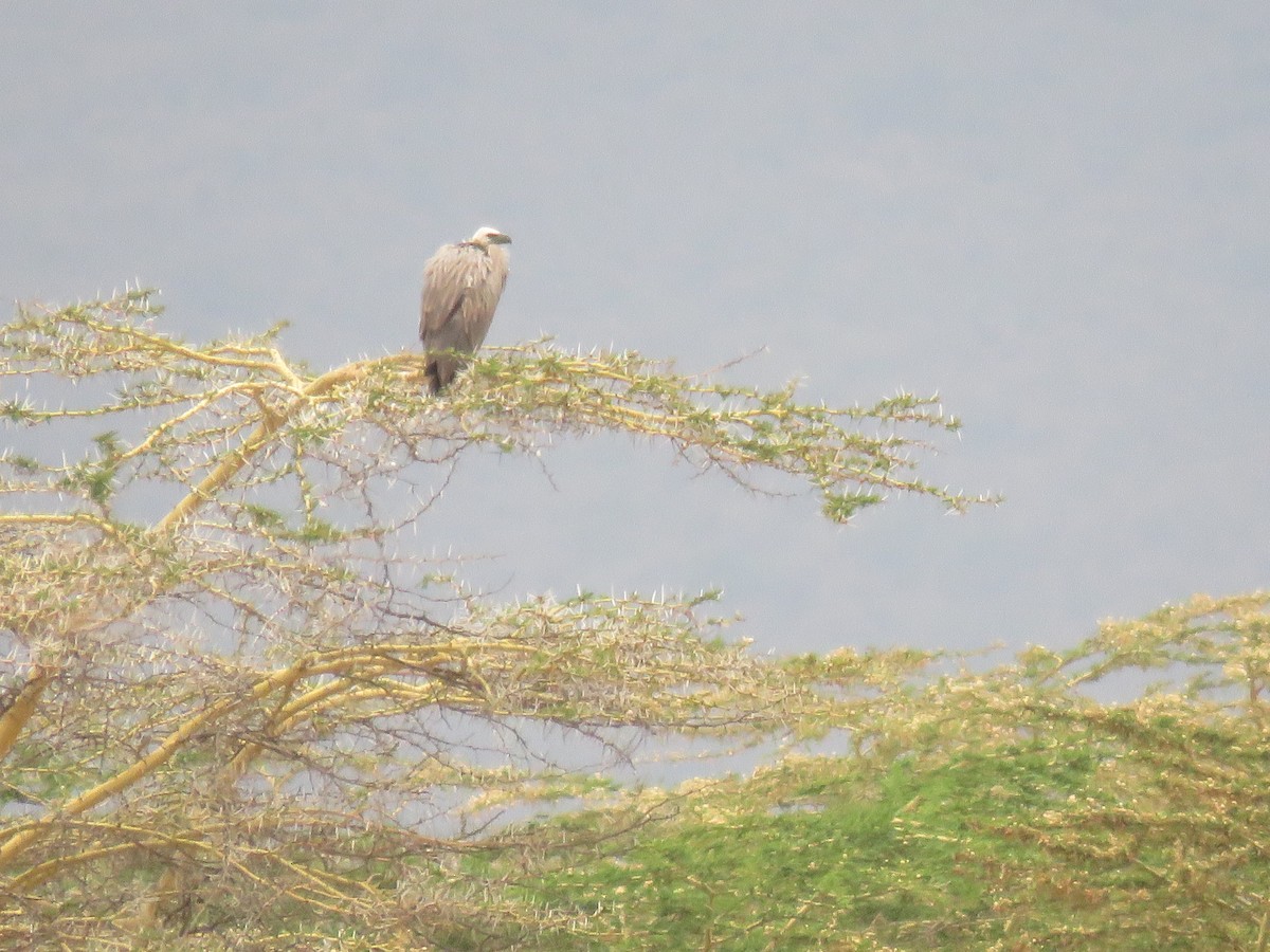 White-backed Vulture - ML643559541
