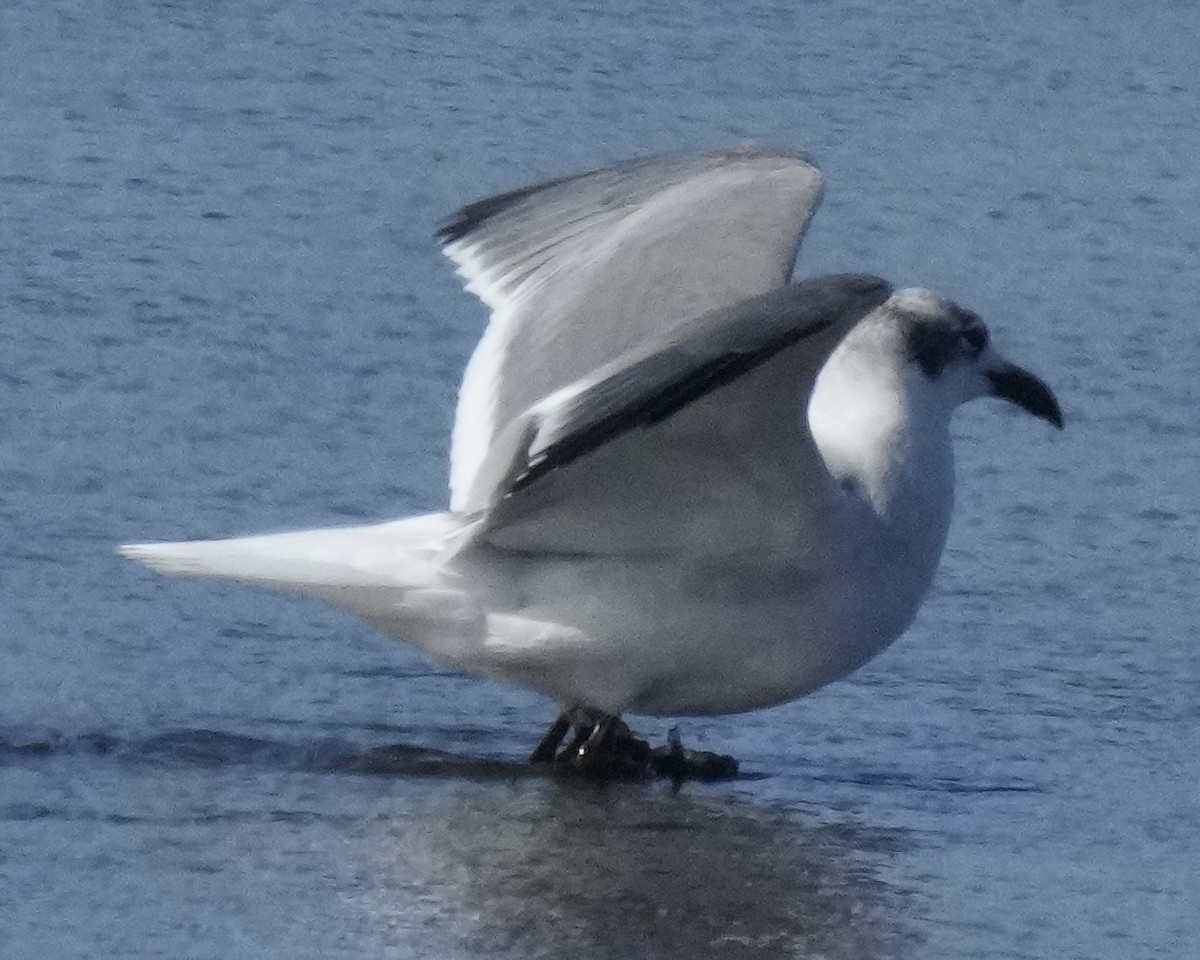 Laughing Gull - ML643559542
