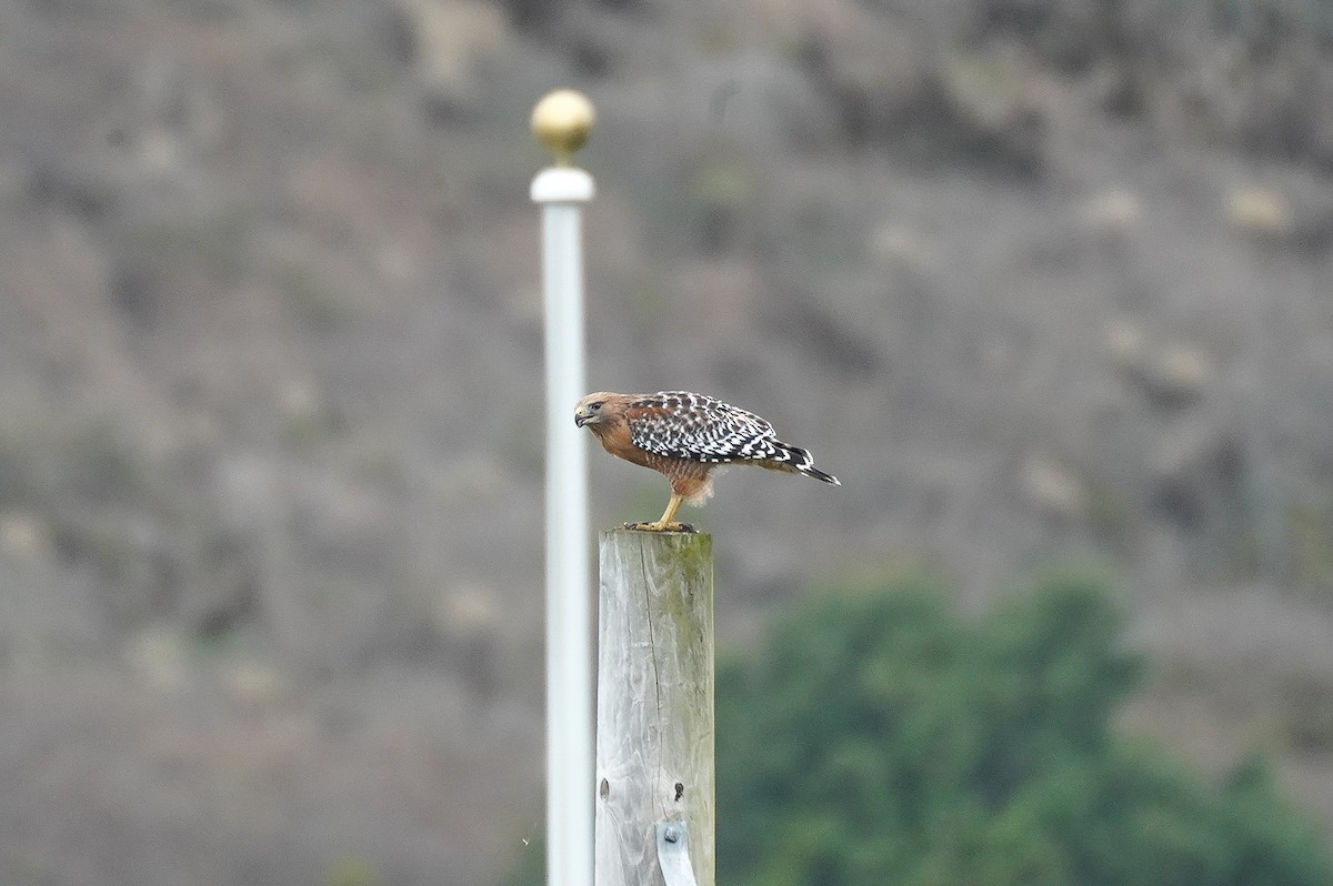 Red-shouldered Hawk - ML643559549